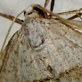 Zanclognatha tarsipennalis 2