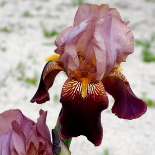 Iris cultivar hybride