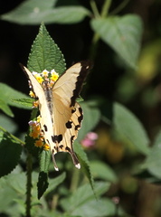 Papilio dardanus 2