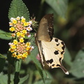 Papilio dardanus