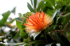Stifftia chrysantha