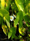 Sagittaria latifolia