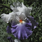  Iris germanica