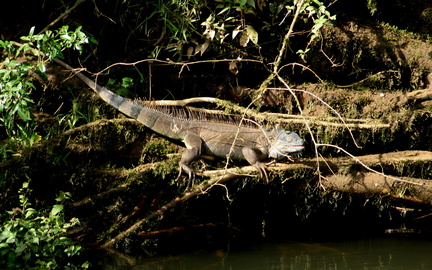 Iguana iguana Iguane