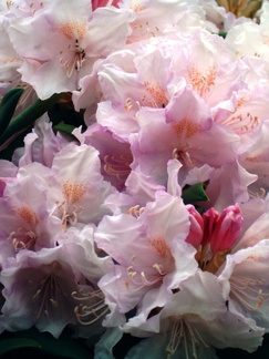 Rhododendron Daniel Gelin 2