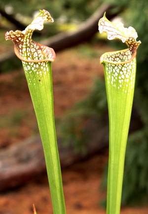 Sarraceni leucophylla