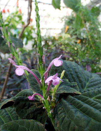 Pseuderanthemum velutinum