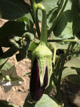 Solanum melongena Aubergine fruit