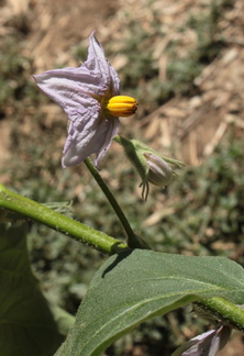 Solanum melongena aubergine fleur