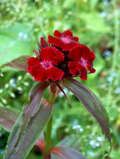 Dianthus barbatus Oeillet des poetes