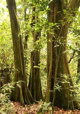 Inocarpus fagifer Chataignier tahitien