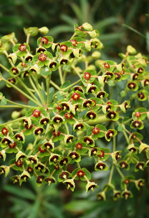 Euphorbia characias Euphorbe characias