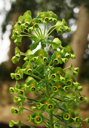 Euphorbia characias Euphorbe characias 2