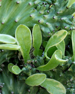 Euphorbia nerifolia