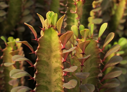 Euphorbia trigona 2
