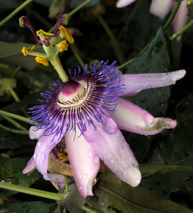 Passiflora 'Purple Passion'