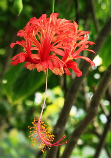 Hibiscus schizopetalus Lanterne japonaise 2