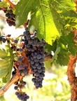 Vitis vinifera vigne 2