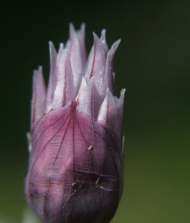 Ciboulette Allium roseum 2