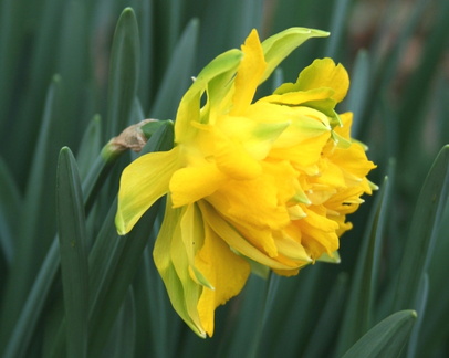 Narcissus Jonquille hybride