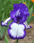 Iris blanc ceinture bleu et bleu