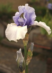 Iris blanc et bleu pale