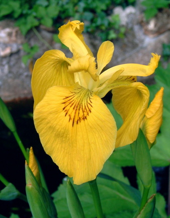 Iris des marais Iris pseudacorus