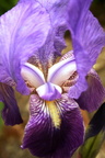 Iris iridaceae