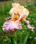 Iris rose orange