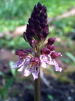 Orchis purpurea Orchis pourpre 3