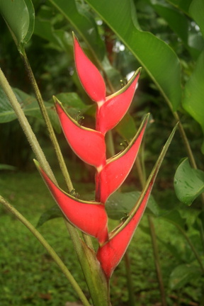Heliconia bihai