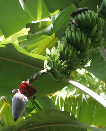 Musa bananes et fleurs