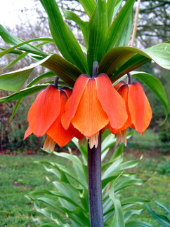 Fritillaire imperiale