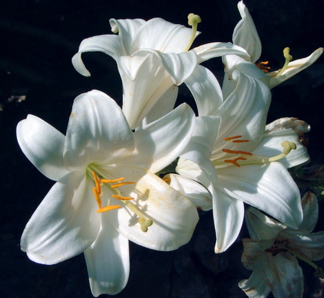 Lilium candidum lis de la madone