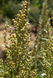 Artemisia dracunculus Estragon