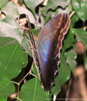 Caligo eurilochus 5