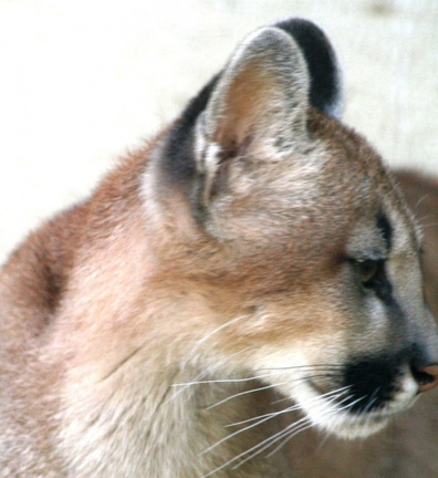 Puma concolor 