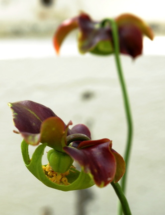 Sarracenia × chelsonii rubra  purpurea