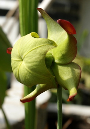 Sarracenia leucophylla fleur