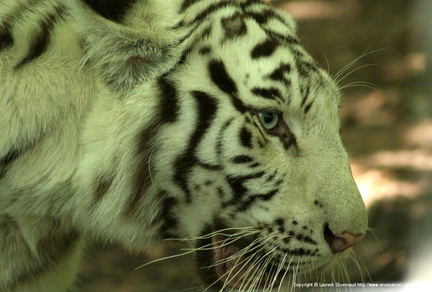 Panthera tigris 