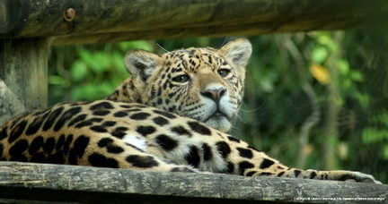 Panthera onca 