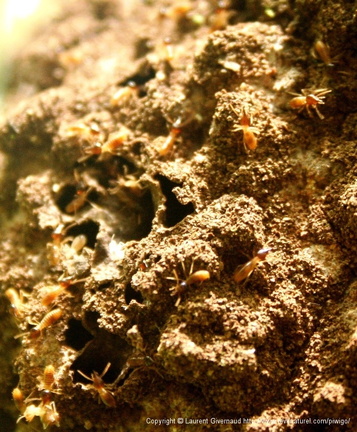 Termites dans les arbres Costa Rica