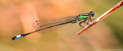  Erythromma viridulum Agrion vert femelle