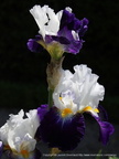 Iris Nocatambule Cayeux 2005