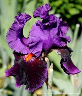Iris Local color Keppel 1996