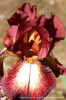 Iris Provencal Cayeux 1978