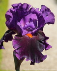 Iris Local Color Keppel 1996