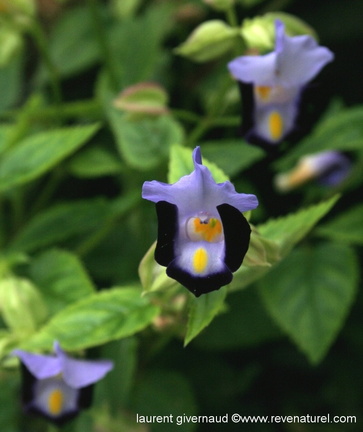 Torenia violet pourpre