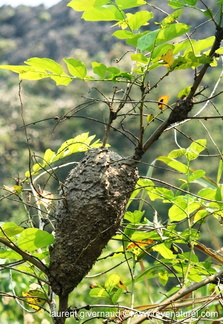 Formica Nid de fourmis arboricoles Vietnam