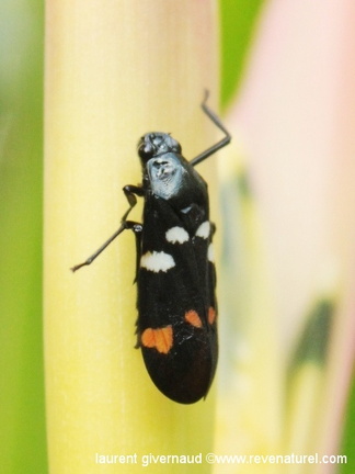 Callitettix versicolor
